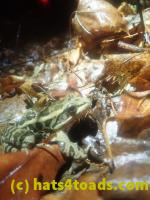 /home//u458753944/public_html/sourcegallery////Roxborough Toad Detour/2025/2025-03-05/P3051613.JPG
